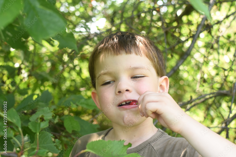 Happy boy eat organic natural healthy cherries in garden. Smiling little boy picks a cherry from a tree in cherry garden Happy boy eat organic natural healthy cherries in garden. Smiling little boy picks a cherry from a tree in cherry garden