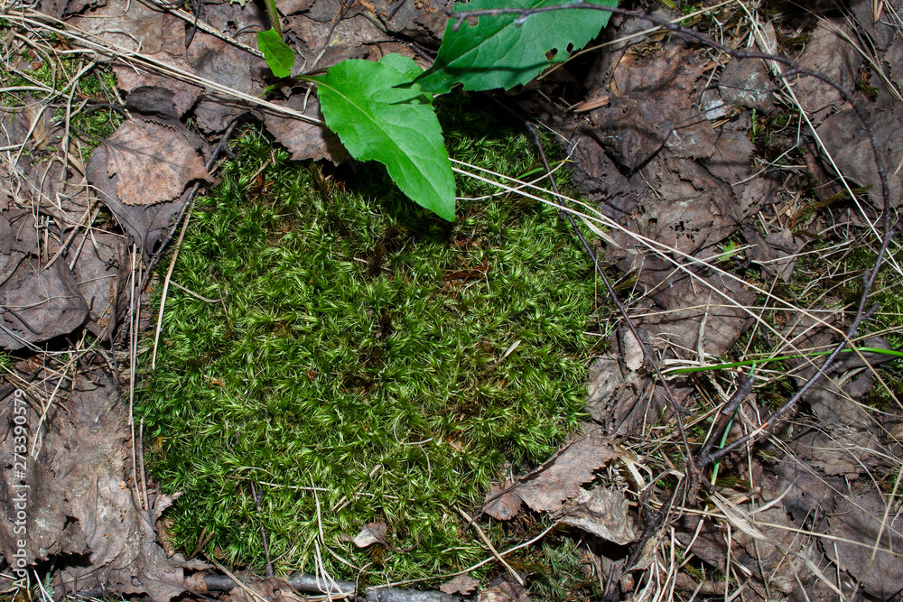Forest green moss on land in summer Forest green moss on land in summer