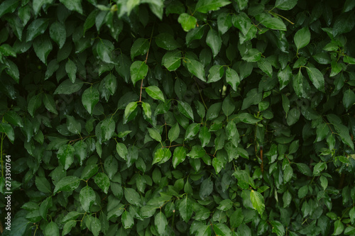 Green texture of leaves after rain. green Bush