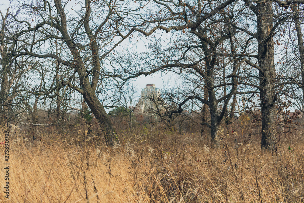 large old trees in an urban savanna woodland with architecture large old trees in an urban savanna woodland with architecture