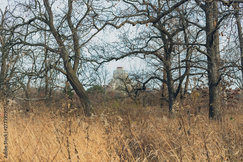 large old trees in an urban savanna woodland with architecture