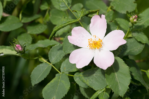 Pale pink flower of the rose