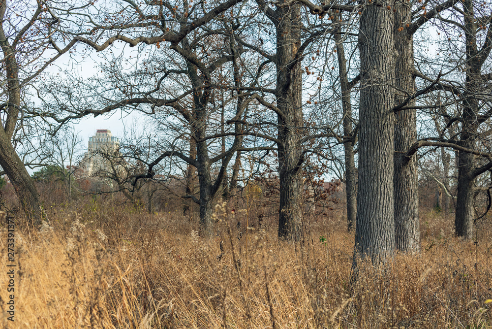 large old trees in an urban savanna woodland with architecture large old trees in an urban savanna woodland with architecture
