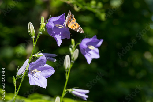 Blue Campanula persicifolia