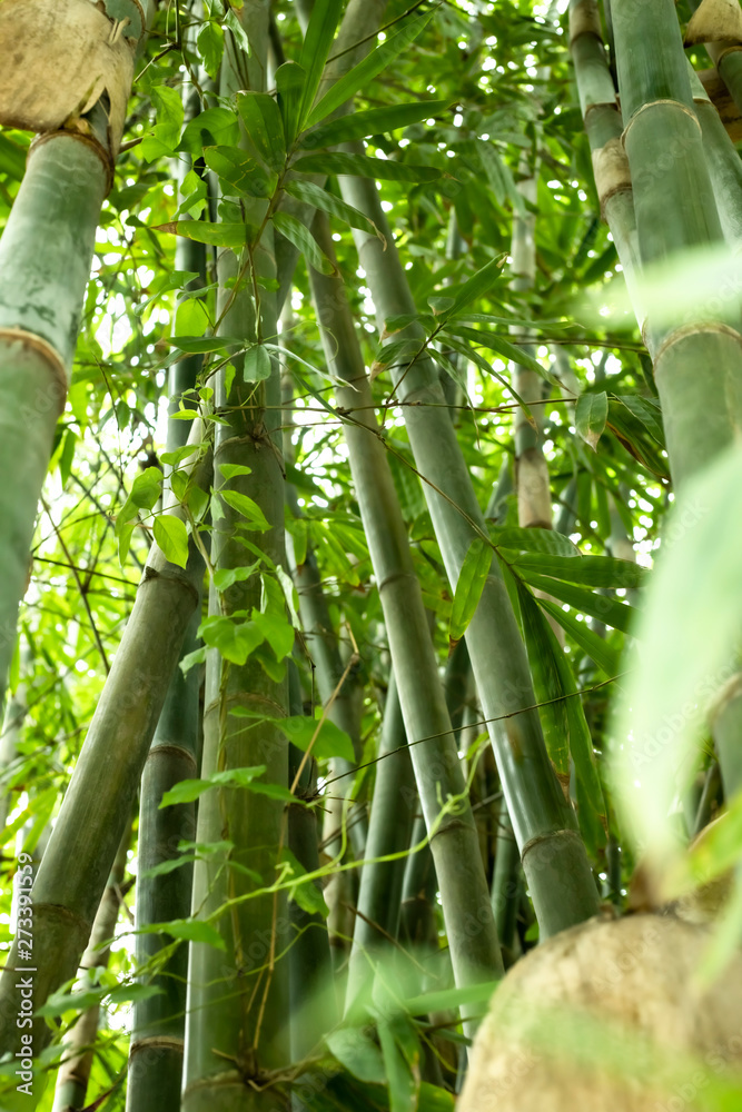Obraz premium Beautiful green huge bamboo growing in the jungle