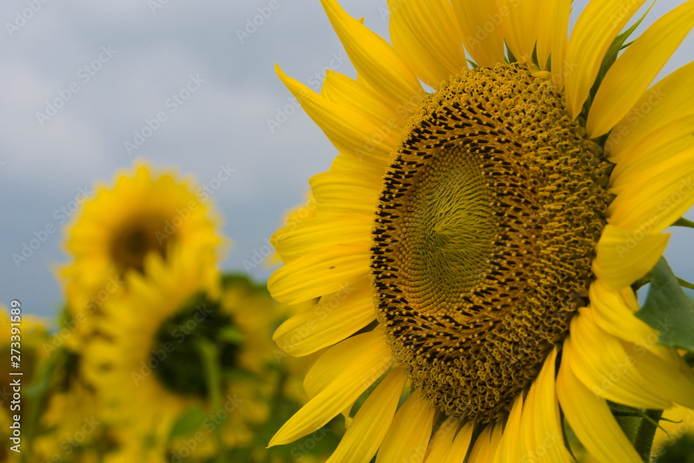 sunflower and bee