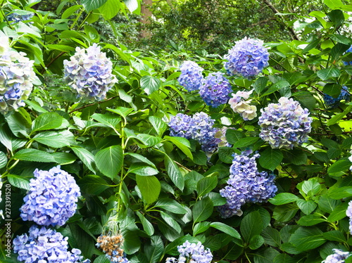 Obraz na płótnie blue flowers in garden w salonie