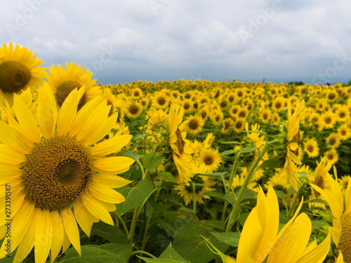 Obraz na płótnie field of sunflowers and blue sky with clouds w salonie