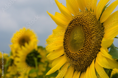 Obraz na płótnie sunflower and bee w salonie