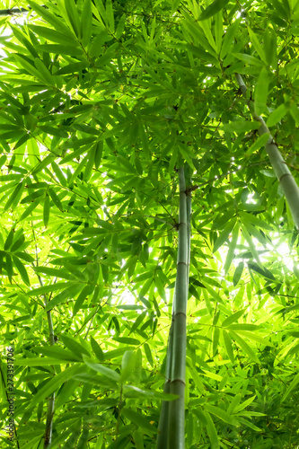 Beautiful green huge bamboo growing in the jungle