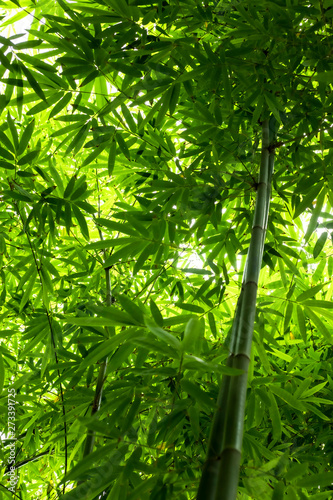 Beautiful green huge bamboo growing in the jungle