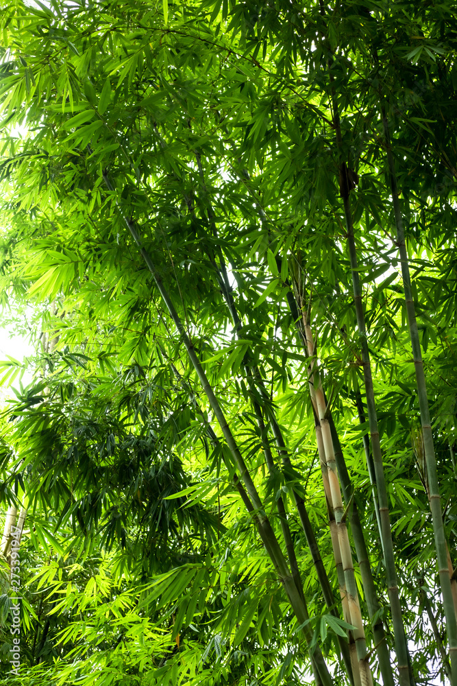 Beautiful green huge bamboo growing in the jungle Beautiful green huge bamboo growing in the jungle