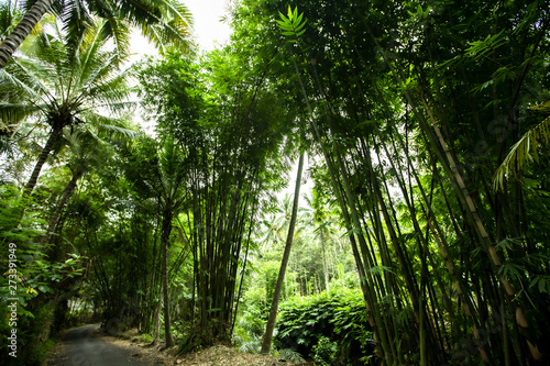 Beautiful green huge bamboo growing in the jungle