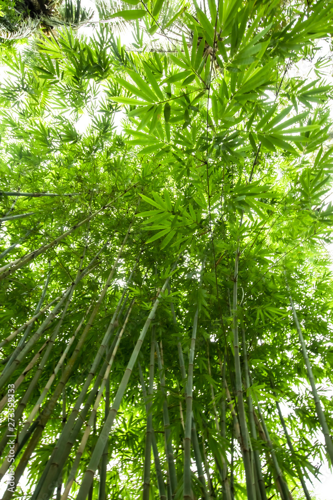 Beautiful green huge bamboo growing in the jungle Beautiful green huge bamboo growing in the jungle