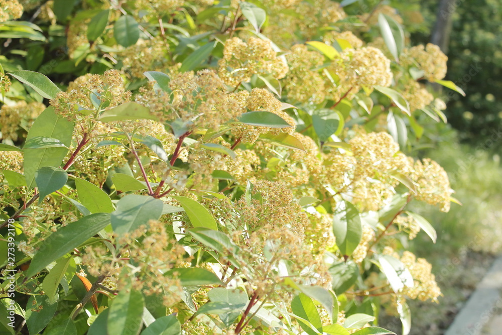 MATORRAL LLENO DE FLORES , flor, hojas, fruta, agricultura, primavera, árbol, arbusto, MATORRAL LLENO DE FLORES , flor, hojas, fruta, agricultura, primavera, árbol, arbusto,