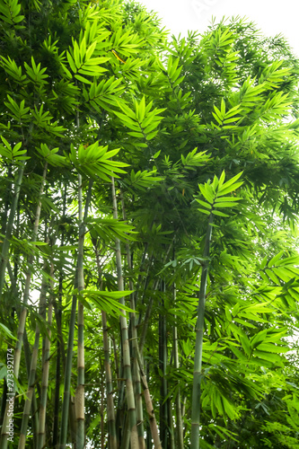 Beautiful green huge bamboo growing in the jungle