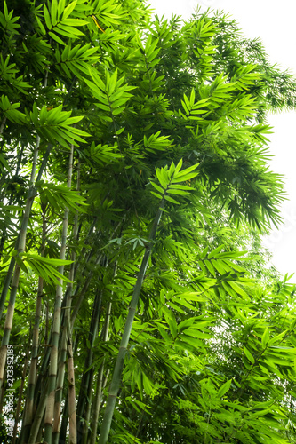 Beautiful green huge bamboo growing in the jungle