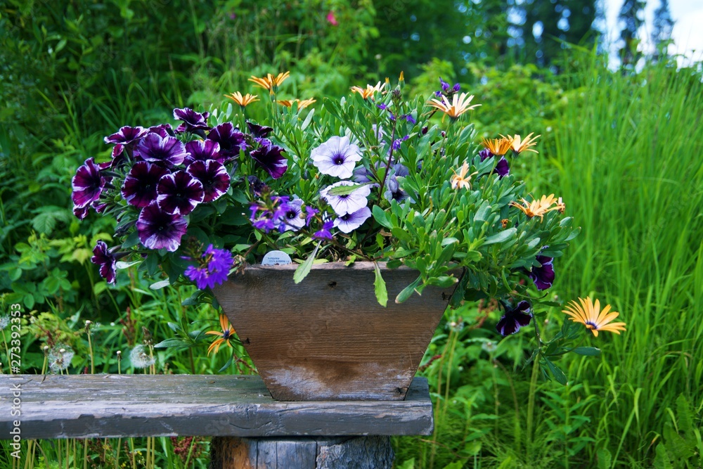Obraz premium flowers in pot on wood bench