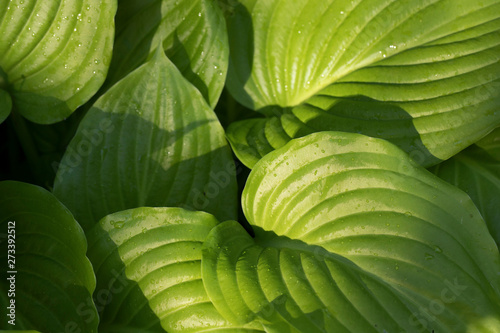 Green leaves of hosta