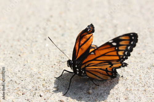 butterfly on pavement