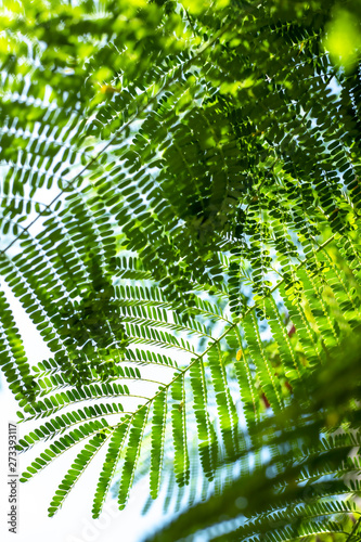 Palm tree in Sumbawa indonesia