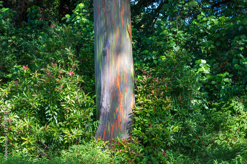 Rainbow trees at mile 7 along Road to Hana, Maui, Hawaii, USA photo