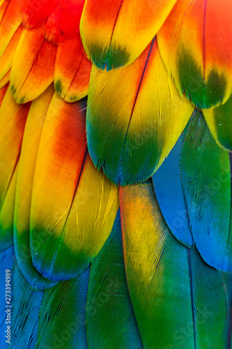 Scarlet macaw. Parrot feathers.