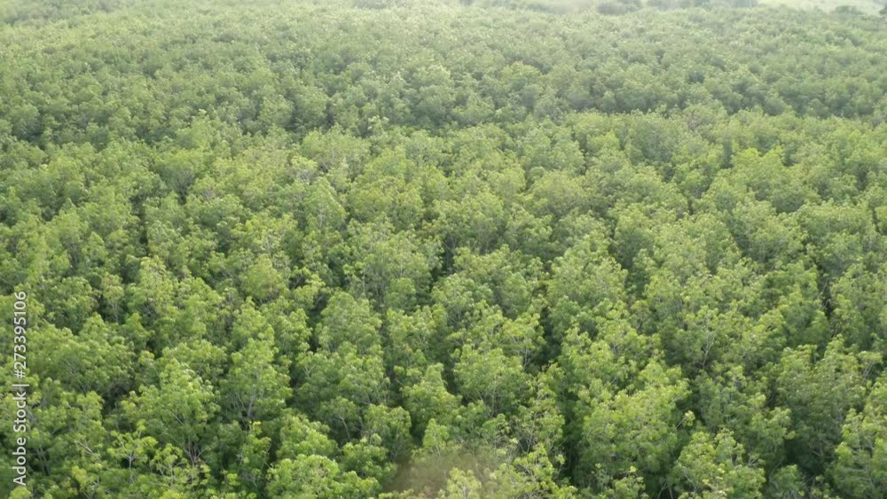 Aerial drone view of tropical rubber forest during early sunset Aerial drone view of tropical rubber forest during early sunset