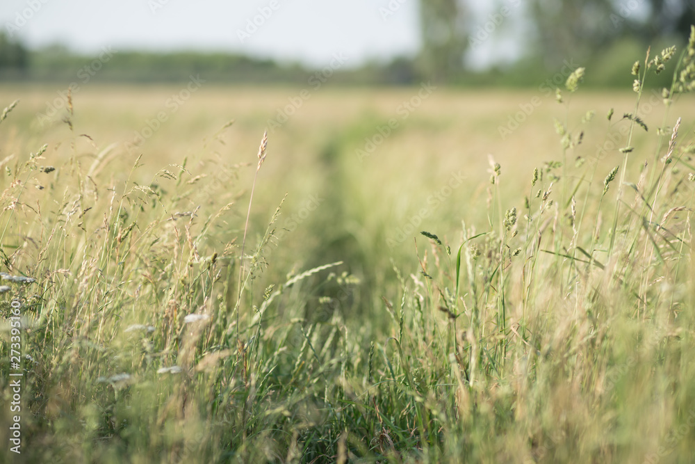 Obraz premium Gräser in der Sonne Getreide