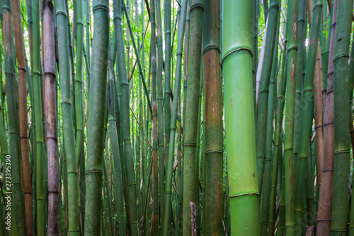 Bamboo Forest along Pipiwai Trail, Maui, Hawaii, USA