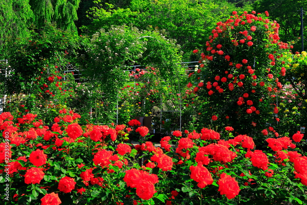 花巻温泉　バラ園