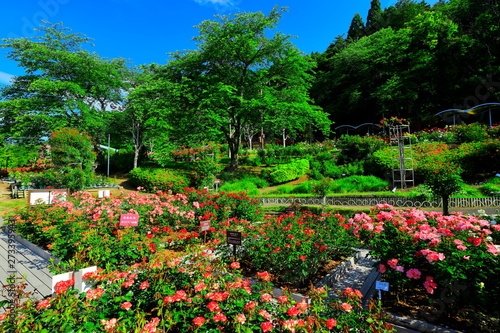 花巻温泉　バラ園 © yspbqh14