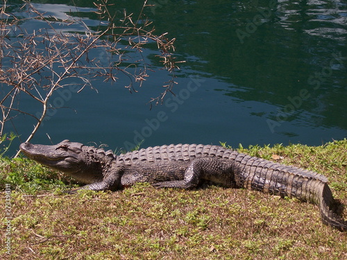 young American Alligator near pond, South Carolina