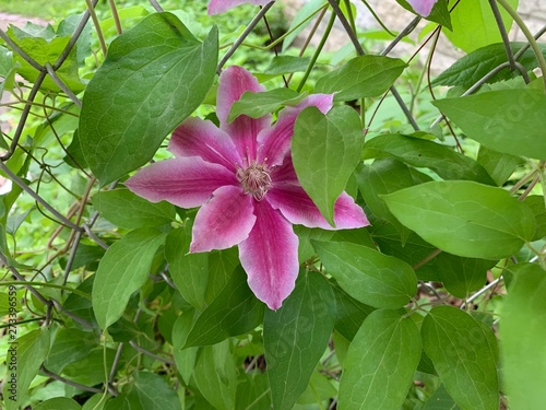 pink flower