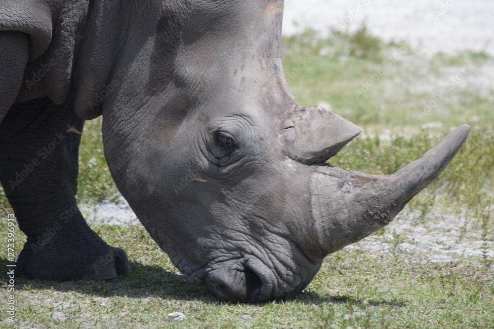 Naklejka premium rhino dominican zoo