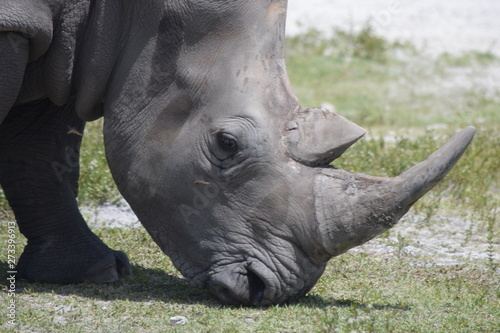 rhino dominican zoo