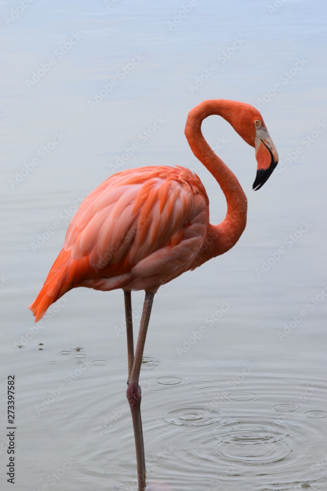 flamingo dominican zoo