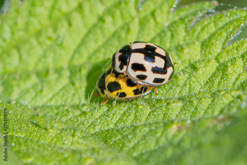 The 14-spotted ladybird (Propylea quatuordecimpunctata) mating. The 14-spotted ladybird (Propylea quatuordecimpunctata) mating.