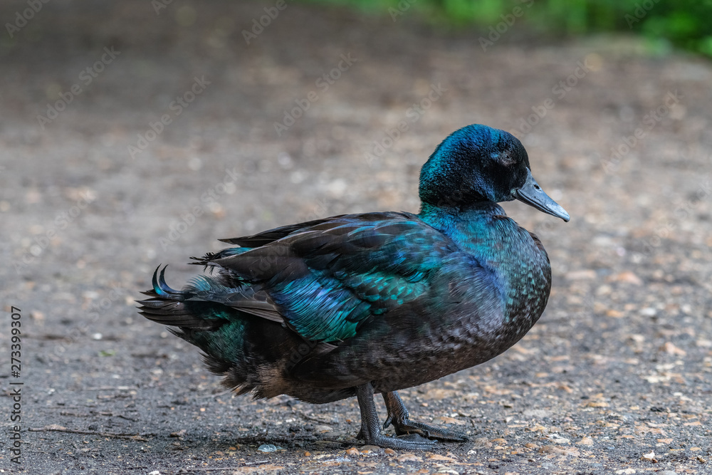 Fototapeta premium Cayuga Duck in the wild