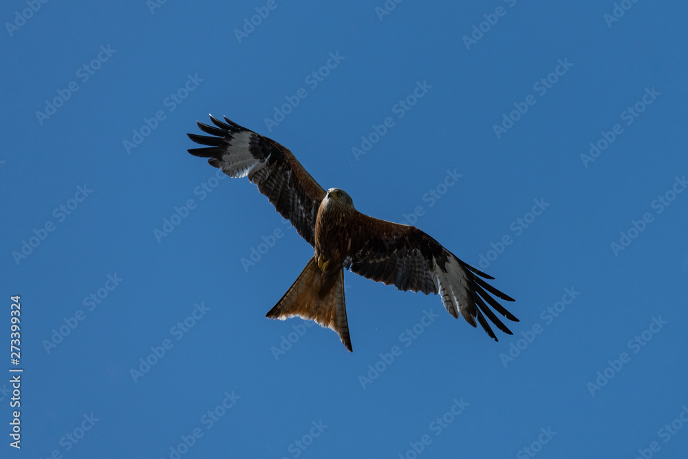 Red kite (Milvus milvus) bird of prey Red kite (Milvus milvus) bird of prey