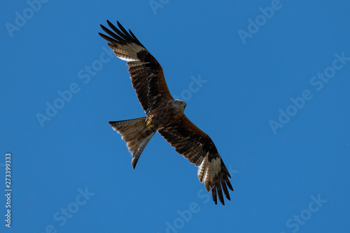 Red kite (Milvus milvus) bird of prey