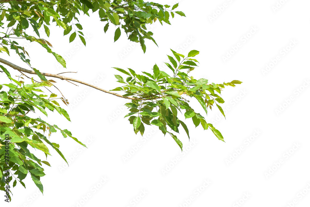 Green leaves on branch isolated on white background. with clipping path. Green leaves on branch isolated on white background. with clipping path.