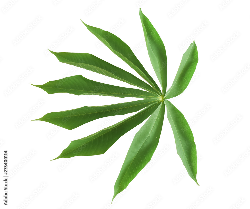 Green leaves isolated on white background. with clipping path.