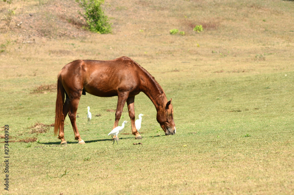 Fototapeta premium Horse for entertainment and beautiful