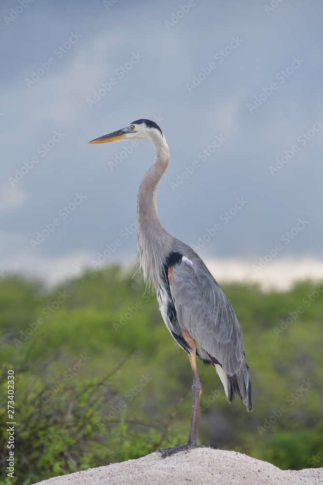 Obraz premium GARZA, WYSPY GALAPAGOS