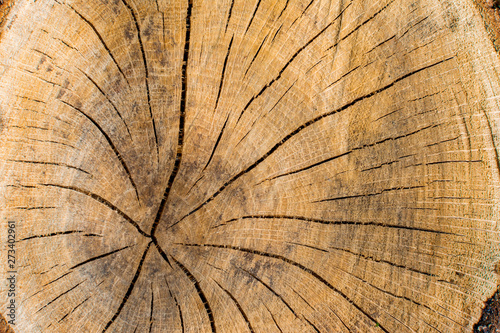 Environmental protection concept-cross section of the tree close-up, texture