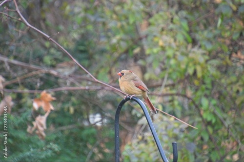 Female Cardinal