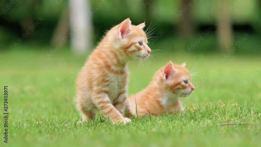 Two adorable ginger kittens on meadows, crying and looking for their mother, lovely pets, 4k footage, slow motion. Two adorable ginger kittens on meadows, crying and looking for their mother, lovely pets, 4k footage, slow motion.
