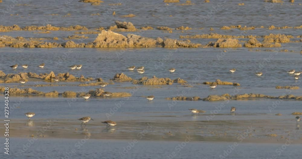 Shore Birds, Eilat salt pans, Israel