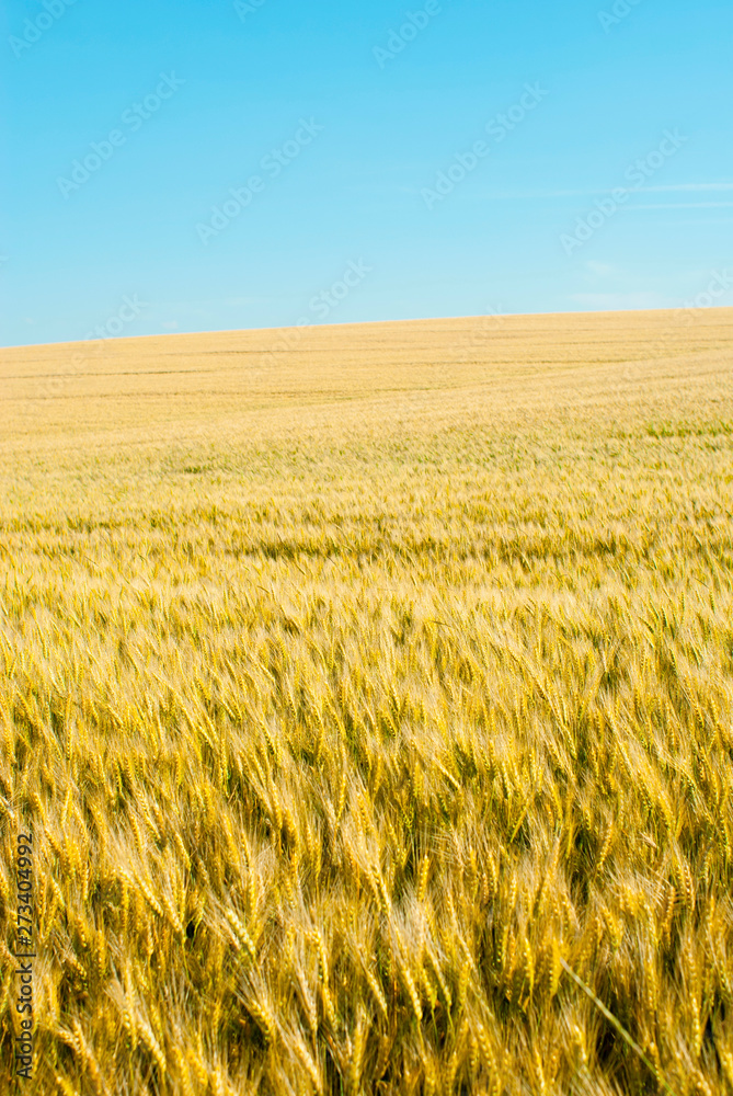 Wheat field